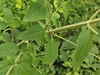 Stem with widely spaced leaves