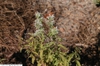 Plant in bloom
