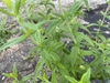 Pycnanthemum pilosum