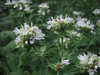 Flowers and foliage