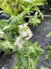 Flowers and buds