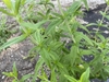 Stem and leaves
