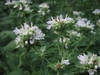 Pycnanthemum pilosum