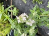 Pycnanthemum pilosum