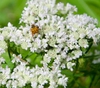 Pycnanthemum tenuifolium