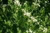 P. tenuifolium form