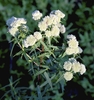 Compact, rounded terminal clusters of white unopened buds