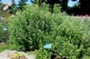 Form of the plant