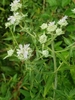 Whitish flowers