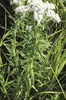 Form