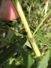 Green stem with hairs