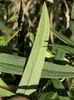 Underside of leaf