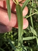 Leaf detail