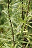 Reddish stems
