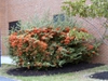 Pyracantha coccinea