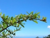 Pyracantha koidzumii 