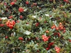 Pyracantha koidzumii