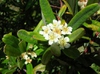 Pyracantha koidzumii