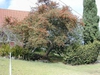 Pyracantha koidzumii