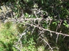 Pyracantha koidzumii