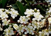 Pyracantha coccinea