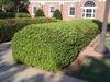 Pyracantha coccinea