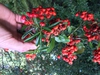 Fruit closeup