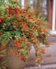 Shrub in a terra cotta pot covered in bright red berries