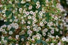 Close-up of the dainty white flowers with a blush pink center