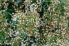 Small sprawling evergreen shrub covered with tiny white flowers