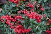 Close-up of the dark green evergreen foliage and red berries.