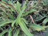 Pyrrosia hastata