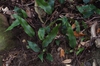 Pyrrosia lingua