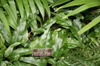 Pyrrosia lingua