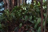 Pyrrosia lingua