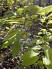 Leafy branches bearing globose green fruits 1.5 in. in diameter