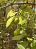 Leafy branches bearing globose green fruits 1.5 in. in diameter