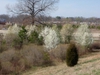Pyrus calleryana