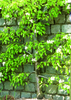 Espaliered Tree