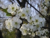 White flowers with yellow centers.