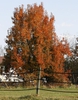 Pyrus communis 'Kieffer'