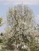 Pyrus communis 'Kieffer'