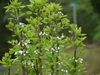 Pyrus communis 'Seckel'