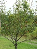 Pyrus communis 'Seckel'