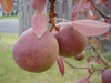 Pyrus communis 'Seckel'