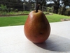 Pyrus communis 'Seckel'