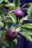Pyrus communis 'Seckel'