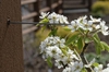 Pyrus communis 'Moonglow'