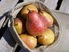 Pyrus communis 'Moonglow'