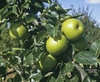 Pyrus pyrifolia 'Nijisseiki'